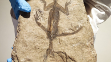 O que se pensava ser tecido no fóssil de um réptil na verdade é só tinta preta