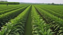 Agronegócio: Governo Federal anuncia R$ 4,7 bilhões para melhorias em rotas de escoamento da produção