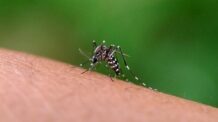 Brasil se aproxima de 400 mil casos de dengue em 2024: o que fazer para evitar a doença?