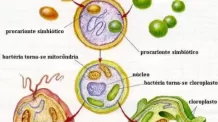 Origem da Vida: Fontes Termais e a Formação de Moléculas Orgânicas Primitivas