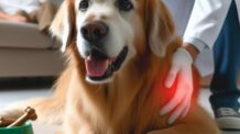 Os 7 Sinais de Alerta de que seu Cão Está com Dor: Como Identificar