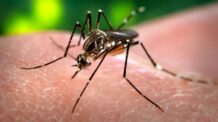“Surto Sem Precedentes de Dengue no Brasil”, Diz The Telegraph