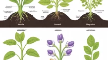 Guia: Tipos de Reprodução em Plantas